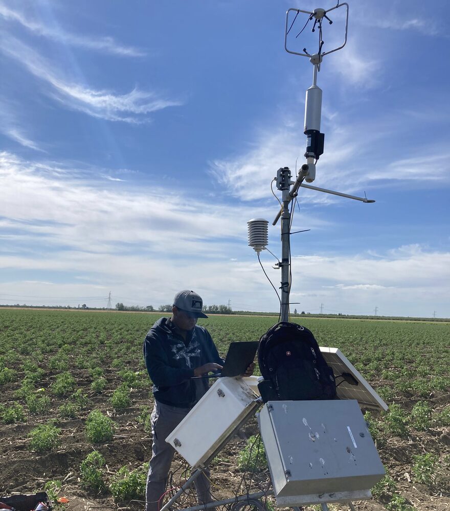 Satellite-based Precision Irrigation for Processing Tomatoes