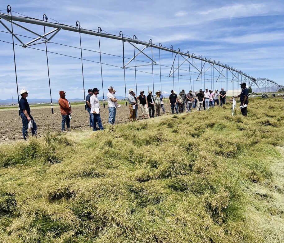Kentucky Bluegrass Irrigation Cutoff Timing